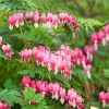 Dicentra spectabilis - C2L