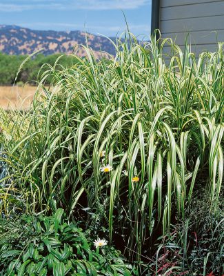 Miscanthus sinensis 'Cabaret'