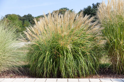 Miscanthus sinensis 'Yaku Jima' - Obrázek 1