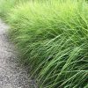 Sesleria autumnalis - C2L/P17