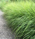Sesleria autumnalis