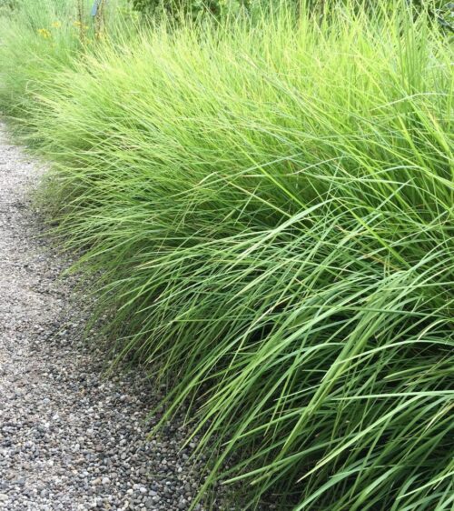 Sesleria autumnalis - Obrázek 1