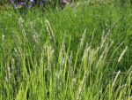 Sesleria autumnalis - Obrázek 2