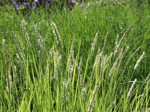 Sesleria autumnalis - Obrázek 2