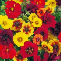 Potentilla fruticosa  MIX