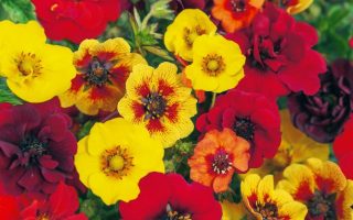 Potentilla fruticosa  MIX