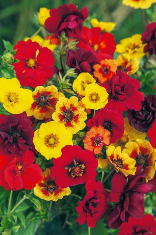 Potentilla fruticosa  MIX - Image 1