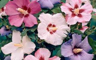 Hibiscus syriacus