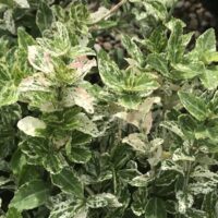 Euonymus fortunei 'Harlequin'