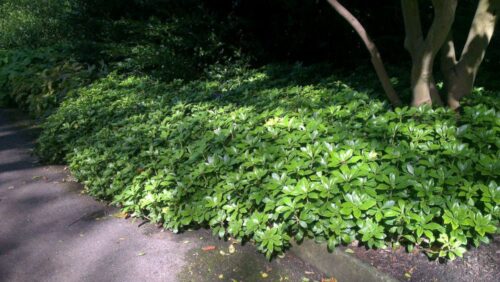 Pachysandra terminalis - Obrázek 3