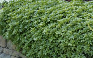 Pachysandra terminalis