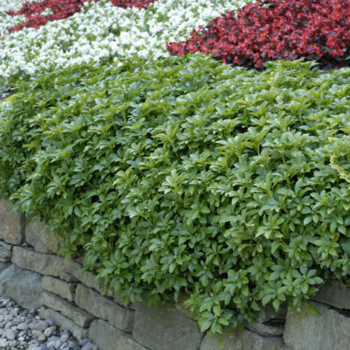 Pachysandra terminalis - Obrázek 1