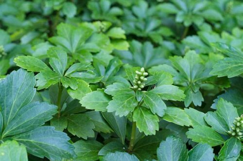 Pachysandra terminalis - Obrázek 2