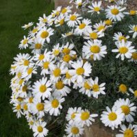 Rhodanthemum hosmariense