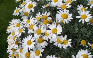 Rhodanthemum hosmariense