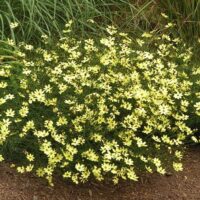 Coreopsis verticilata 'Moonbeam'