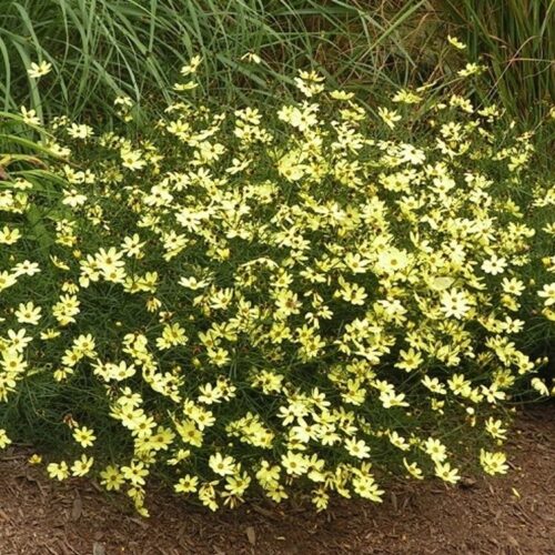 Coreopsis verticilata 'Moonbeam' - Obrázek 1