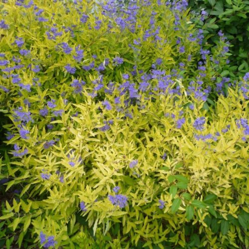 Caryopteris clandonensis 'Worcester Gold' - Image 1