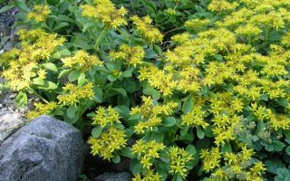 Sedum selskianum P 13, rozchodník