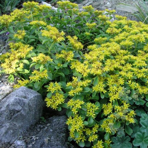 Sedum selskianum P 13, rozchodník - Obrázek 1