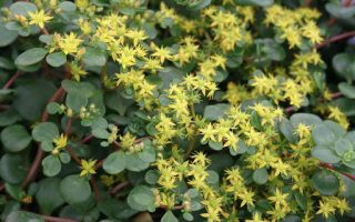 Sedum tetractinum Coral Reef', P 13