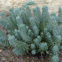Sedum reflexum Blue Cashion', P 13 – rozchodník