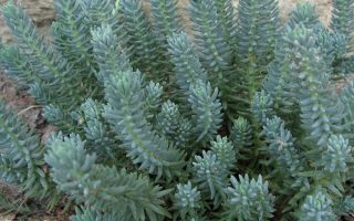 Sedum reflexum Blue Cashion', P 13 – rozchodník