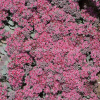 Sedum cauticola Rocky' P13, rozchodník