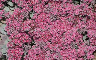 Sedum cauticola Rocky' P13, rozchodník