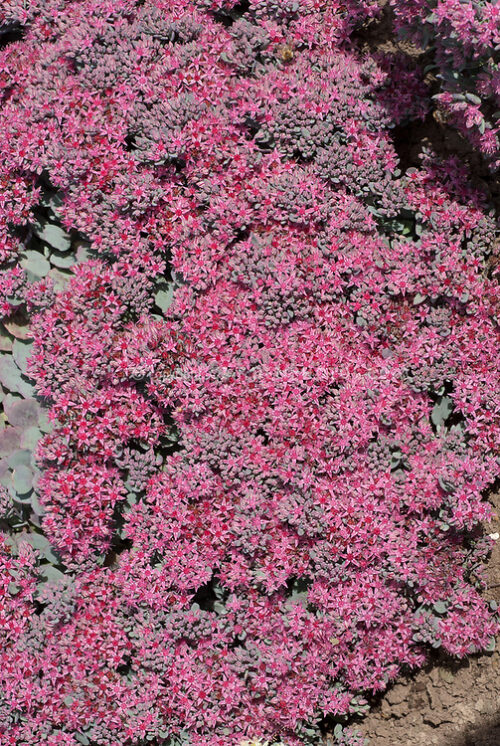 Sedum cauticola Rocky' P13, rozchodník - Obrázek 1