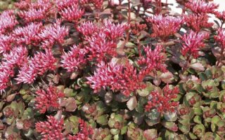 Sedum spurium 'Fuldaglut'