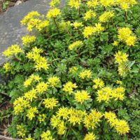 Sedum floriferum Weihenstephaner gold', P 13