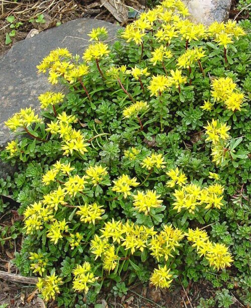 Sedum floriferum Weihenstephaner gold', P 13 - Obrázek 1