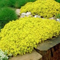 Sedum acre ´Yellow Queen´ h9