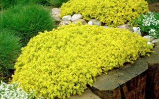 Sedum acre ´Yellow Queen´ h9