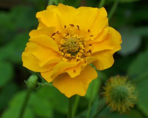 Geum hybridum 'Goldball' - Obrázek 2