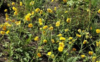 Geum hybridum 'Goldball'