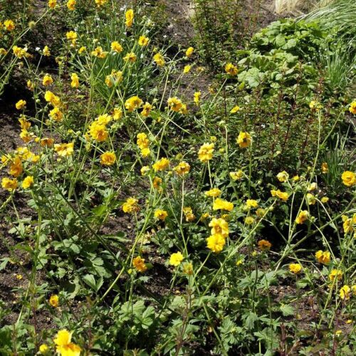 Geum hybridum 'Goldball' - Obrázek 1