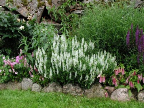 Salvia nemorosa Sensation White, šalvěj hajní, P 11 - Obrázek 1