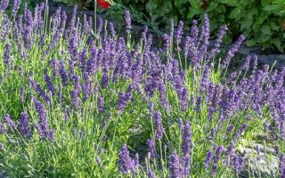 Lavandula angustifolia Levandule lékařská 'Spear Blue', P 13