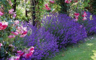 Lavandula angustifolia - hustý keřík