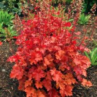 Heuchera dlužicha,  P12 Peach Flambe