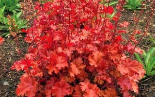 Heuchera dlužicha,  P12 Peach Flambe