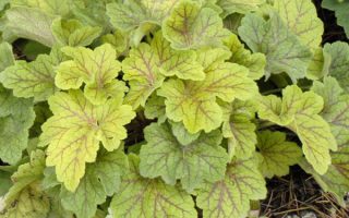 Heuchera dlužicha,  P12 Electra