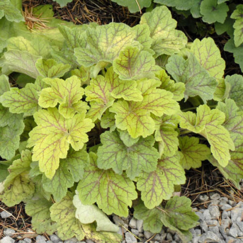 Heuchera dlužicha,  P12 Electra - Obrázek 1