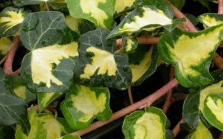 HEDERA HELIX Břečťan popínavý  'White Ripple', P12