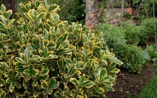 Euonymus japonicus 'Aureovariegata'