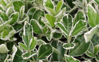 Euonymus japonicus 'Kathy'