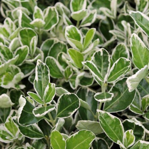 Euonymus japonicus 'Kathy' - Obrázek 1