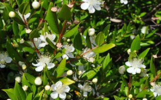 Myrtus communis Kmínek C3L v dekorativním obalu